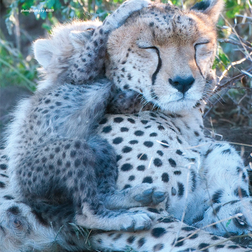 Leopard  African Wildlife Foundation