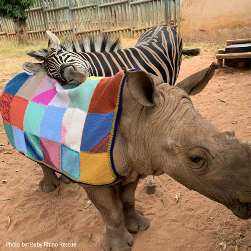 Baby Rhino Rescue - FIRST PERSON - May 13, 2022 - ARCHIVE -  TheCanyonChronicle