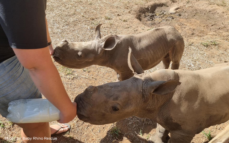 Baby Rhino Rescue