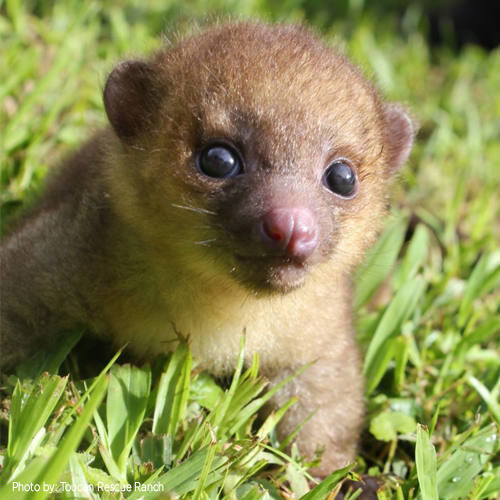 Kinkajou