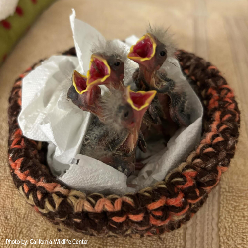 Baby Finches