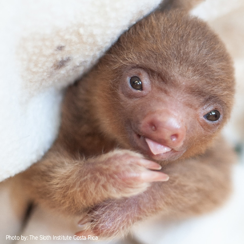 Sloth