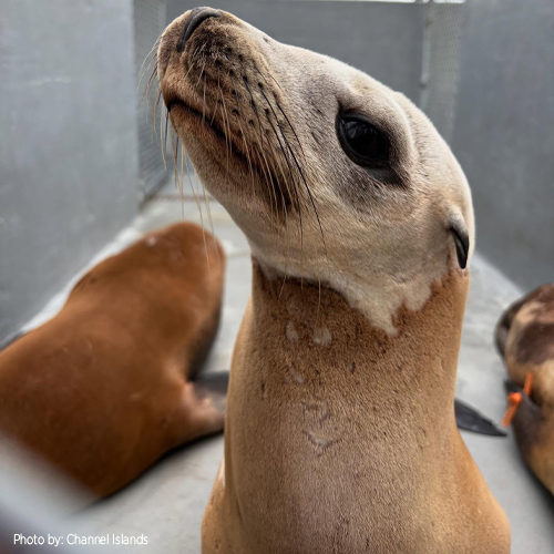 Sea Lion Pup