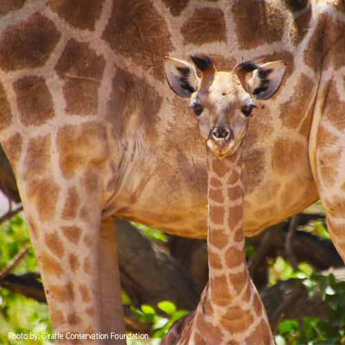 Giraffe