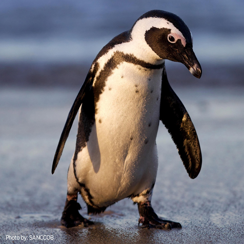 South African Penguin
